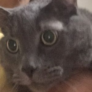 Meet your Posher, Reece